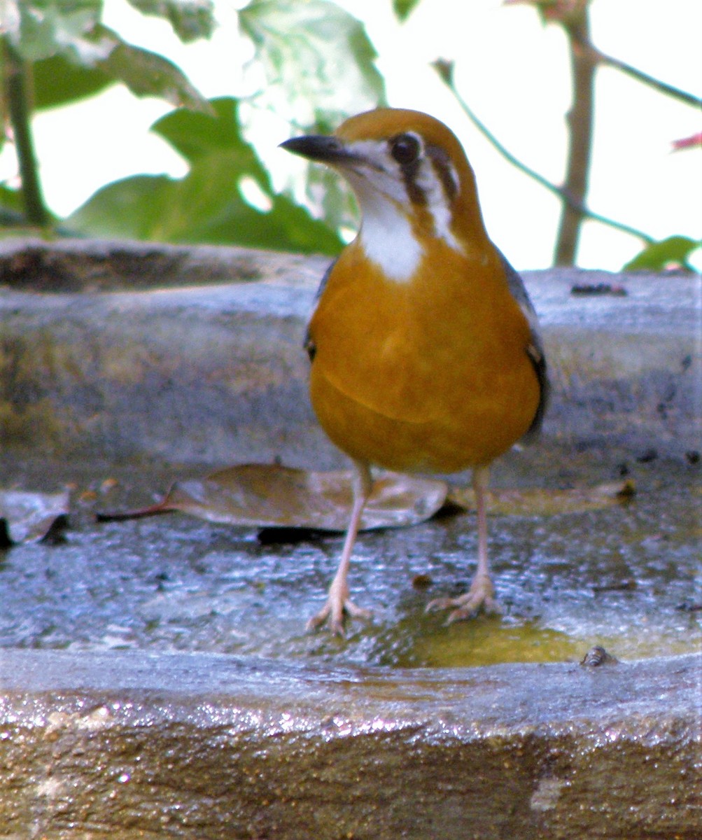 Orange-headed Thrush (White-throated) - ML622287230