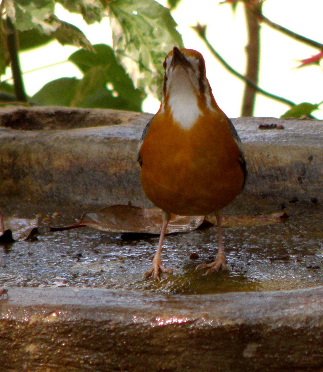 Orange-headed Thrush (White-throated) - ML622287231