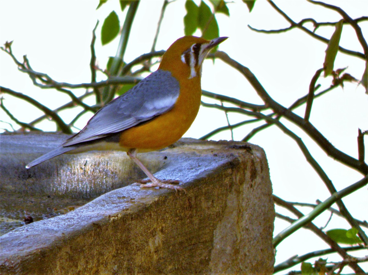 Orange-headed Thrush (White-throated) - ML622287232