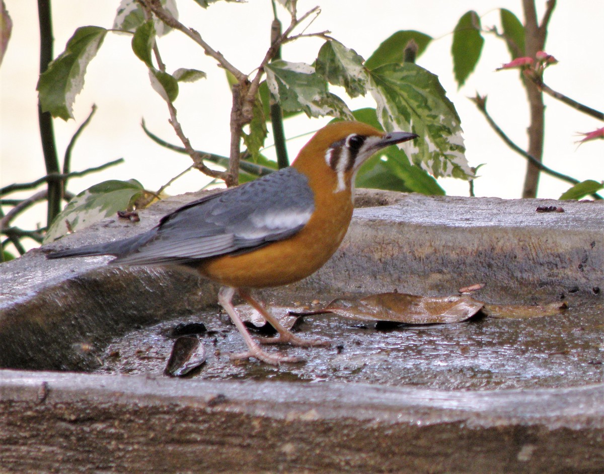 Orange-headed Thrush (White-throated) - ML622287233