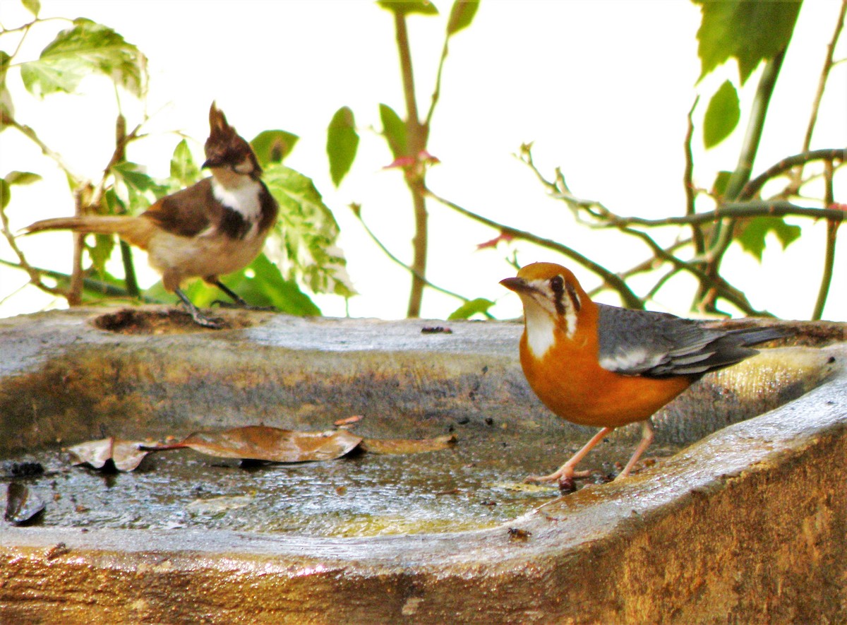 Orange-headed Thrush (White-throated) - ML622287234