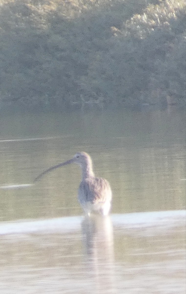Eurasian Curlew - ML622287237