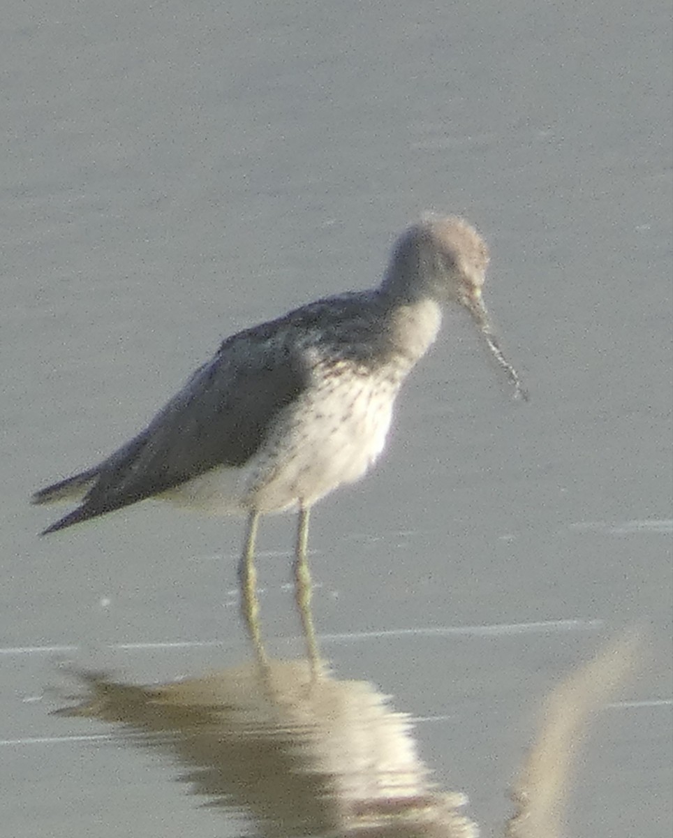 Common Greenshank - ML622287243