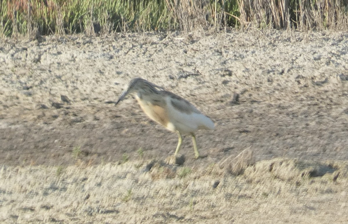 Squacco Heron - ML622287258