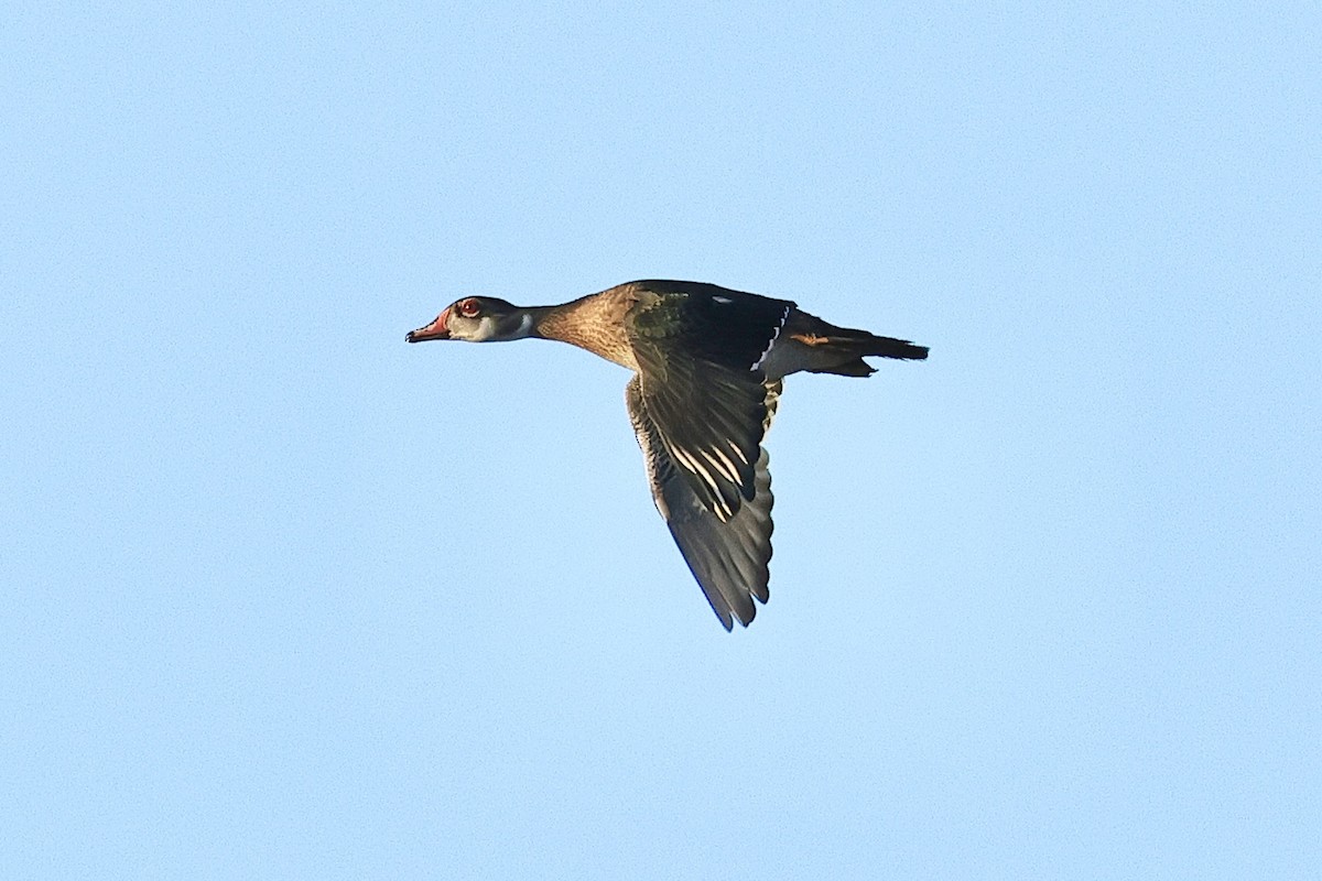 Wood Duck - Albert Linkowski