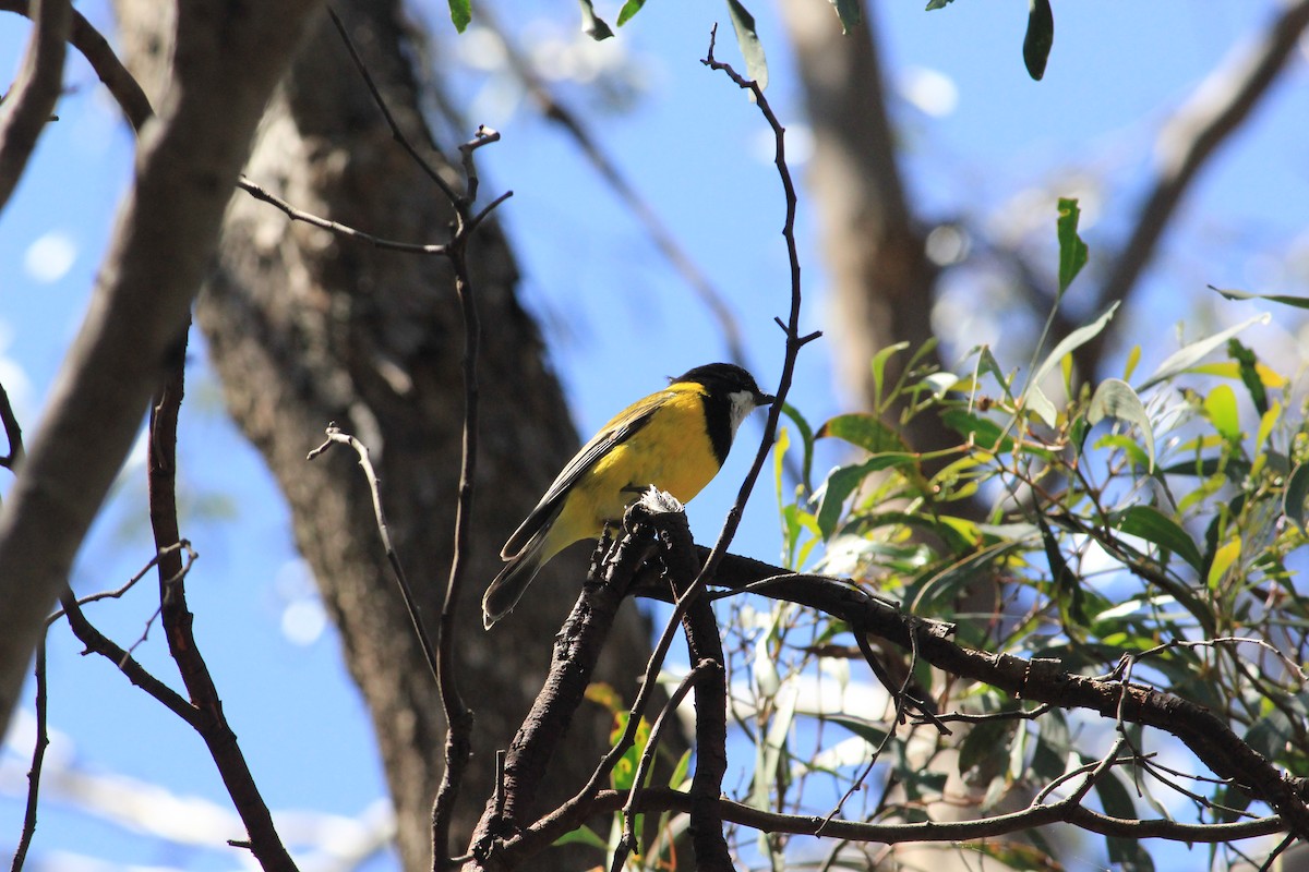 Golden Whistler - ML622287263