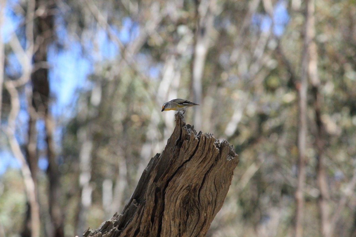 Striated Pardalote - ML622287265