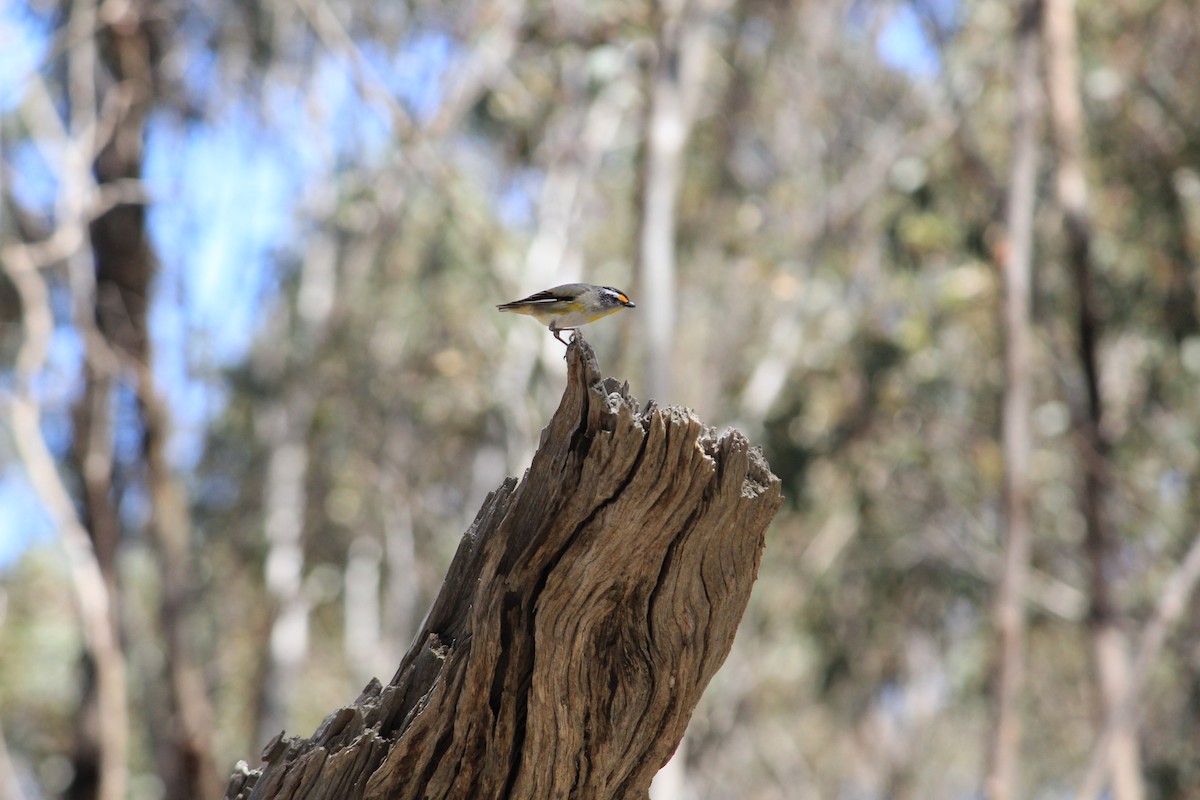 Striated Pardalote - ML622287266