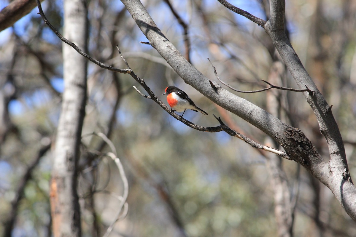 Red-capped Robin - ML622287267