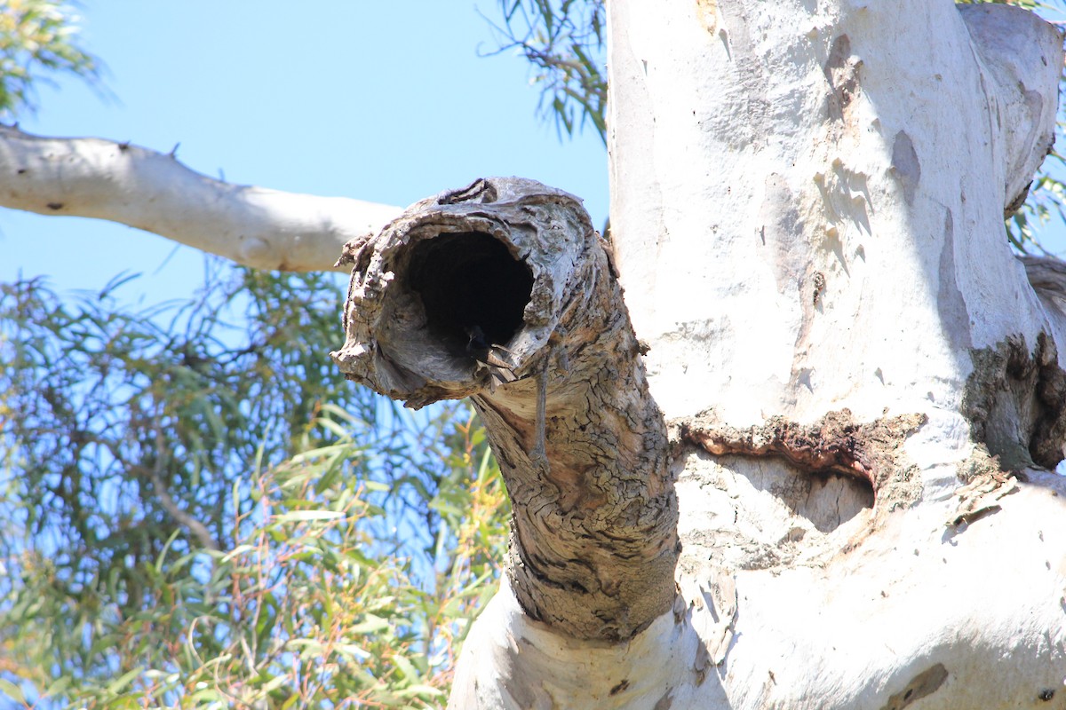 Tree Martin - Megan Haysom