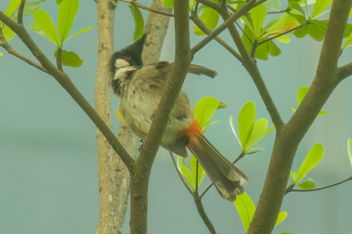 Red-whiskered Bulbul - ML622287270