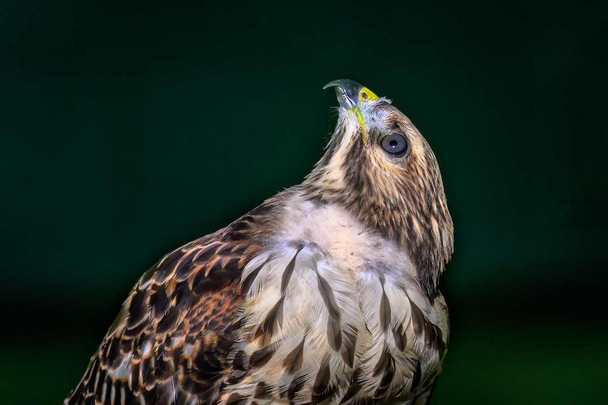 Red-shouldered Hawk - ML622287279