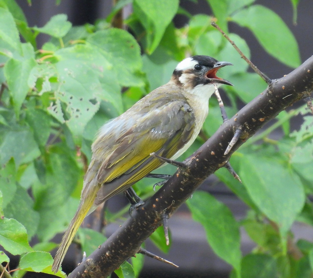 Light-vented Bulbul - ML622287281