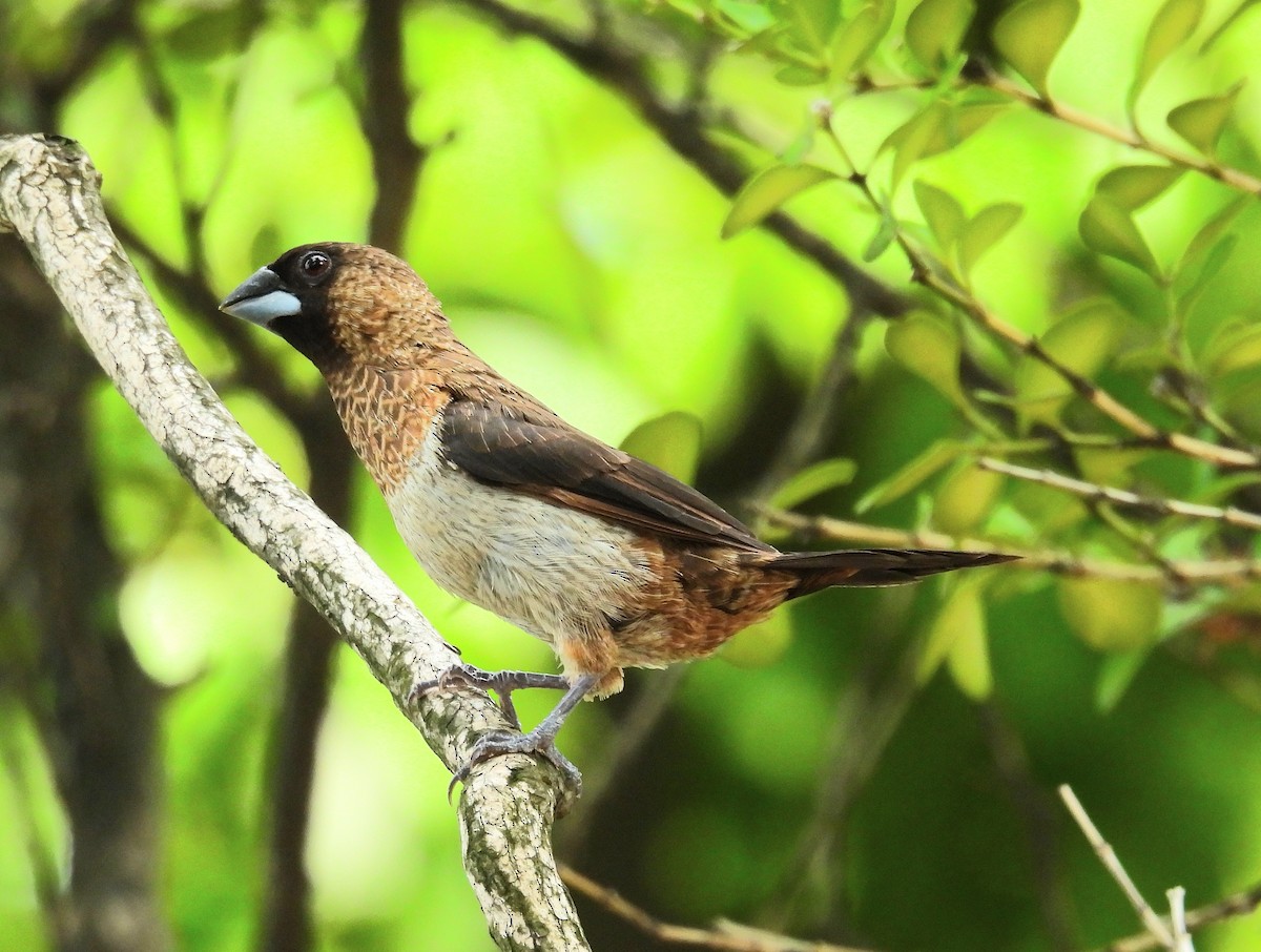 White-rumped Munia - ML622287285