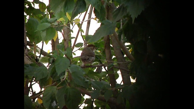 Puff-throated Babbler - ML622287286