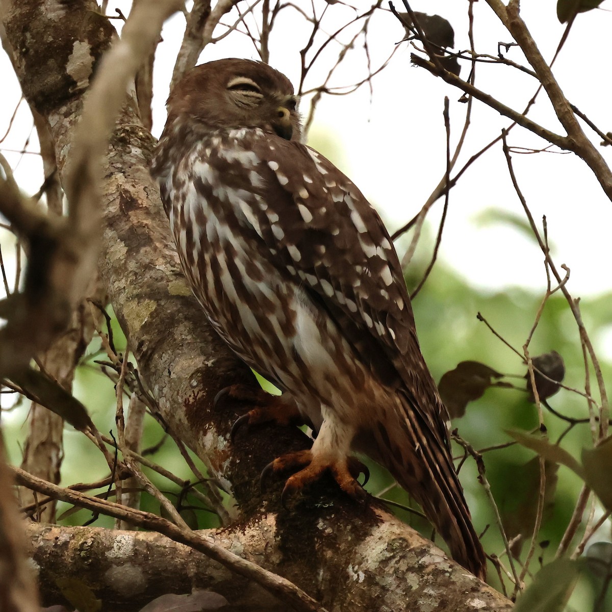 Barking Owl - ML622287287