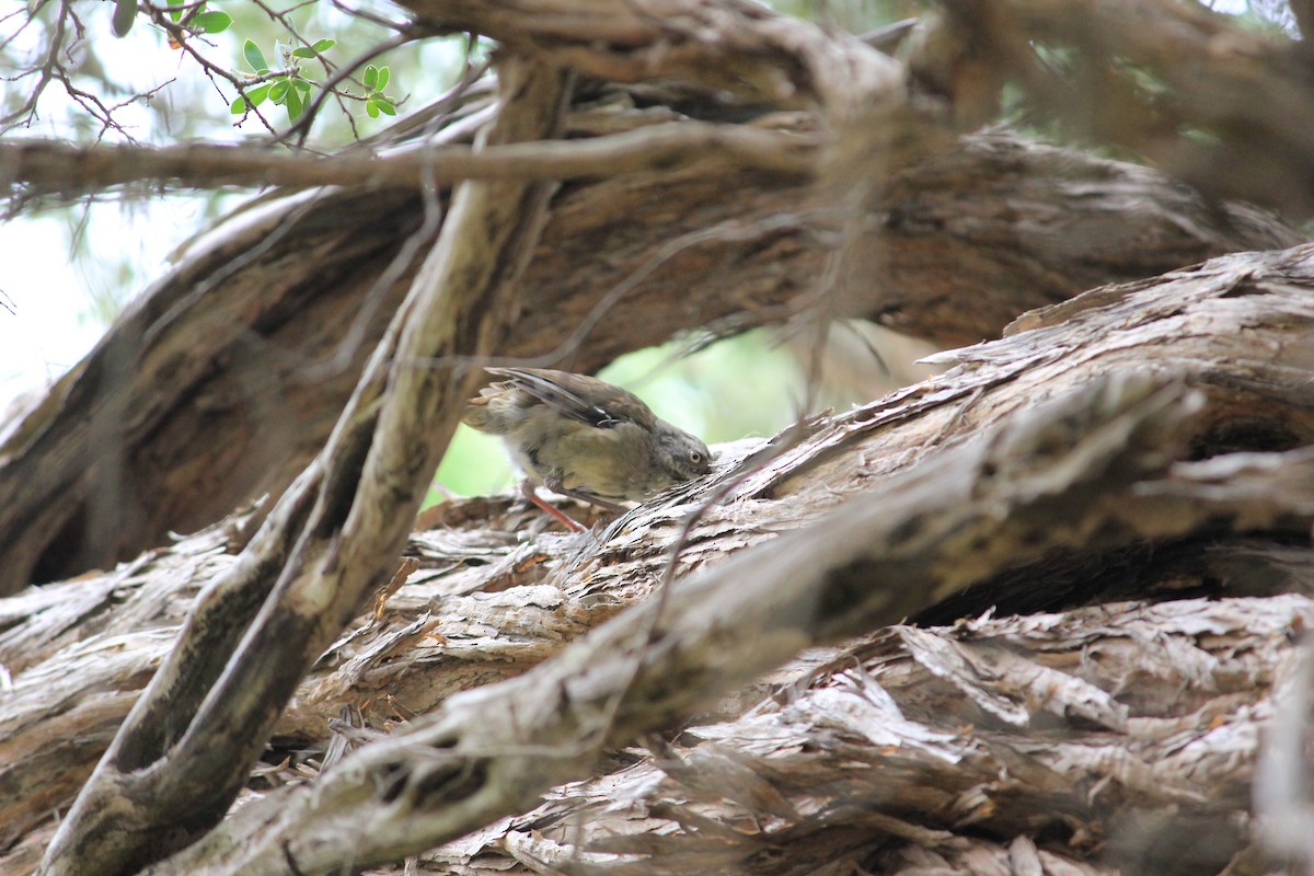 White-browed Scrubwren - ML622287288