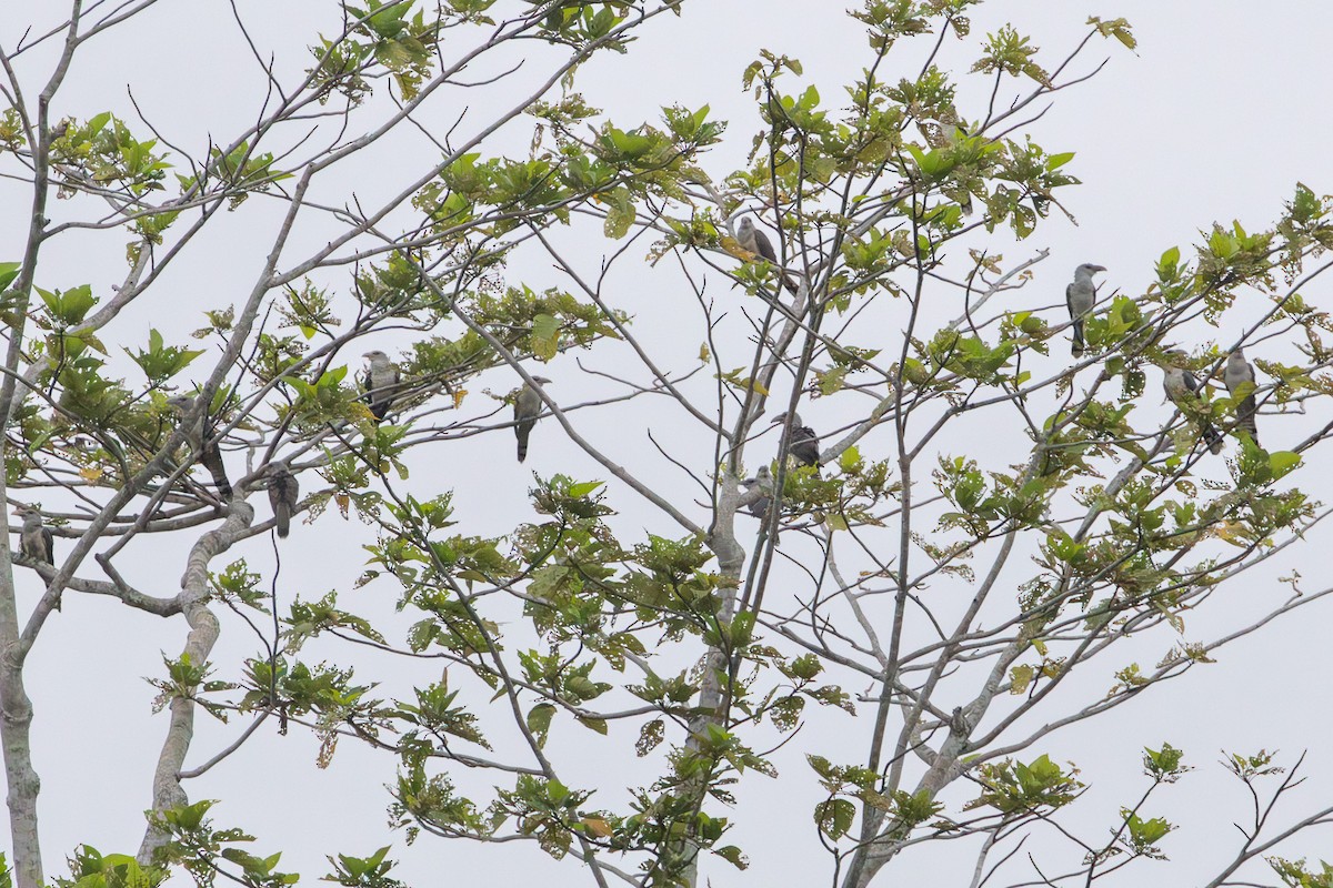 Channel-billed Cuckoo - ML622287289