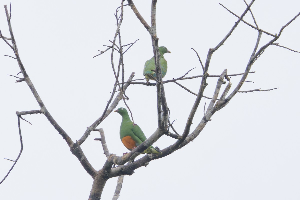 Orange-bellied Fruit-Dove - ML622287399