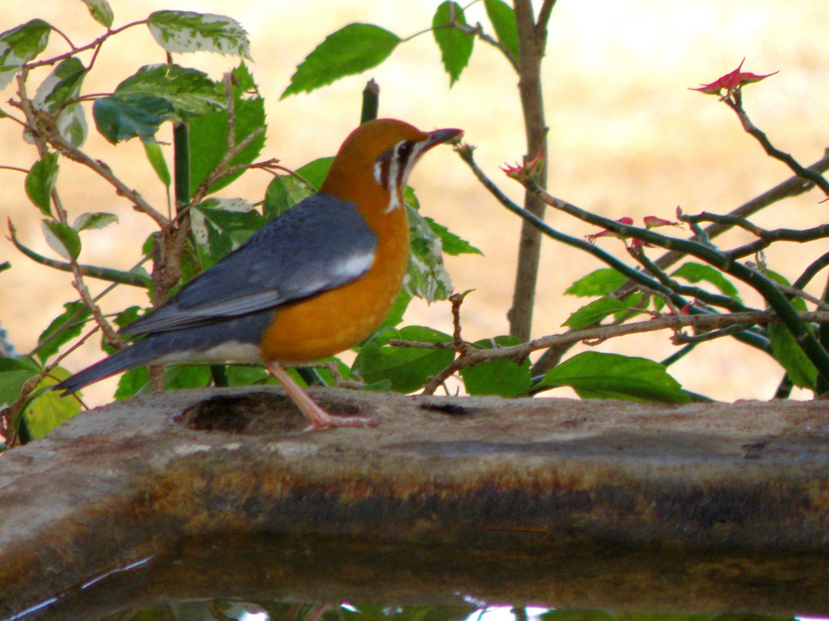 Orange-headed Thrush (White-throated) - ML622287412