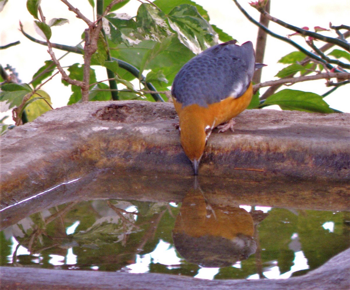 Orange-headed Thrush (White-throated) - ML622287413