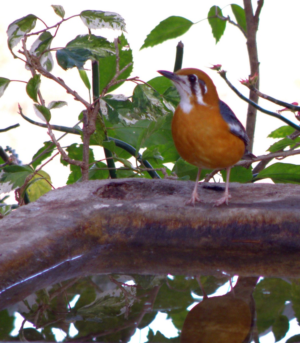 Orange-headed Thrush (White-throated) - ML622287414