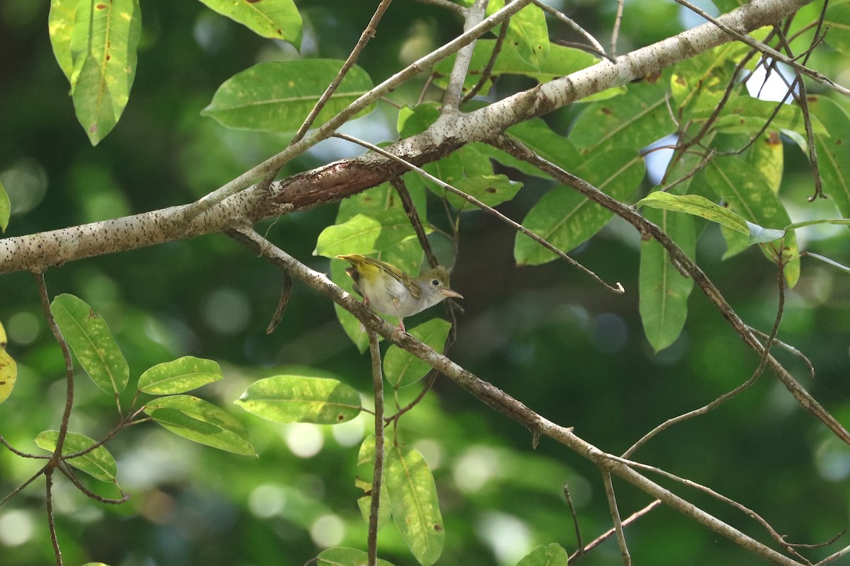 White-bellied Erpornis - ML622287567