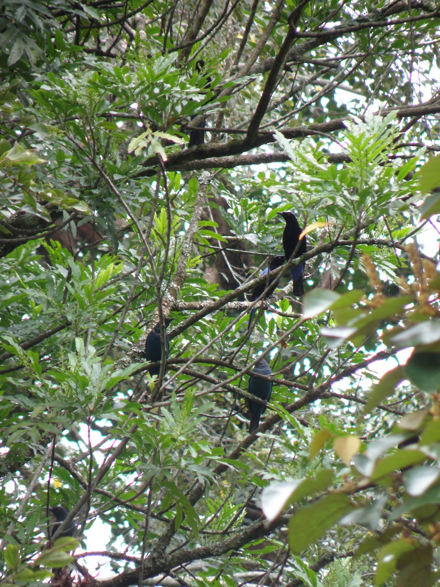 Asian Fairy-bluebird - ML622287597