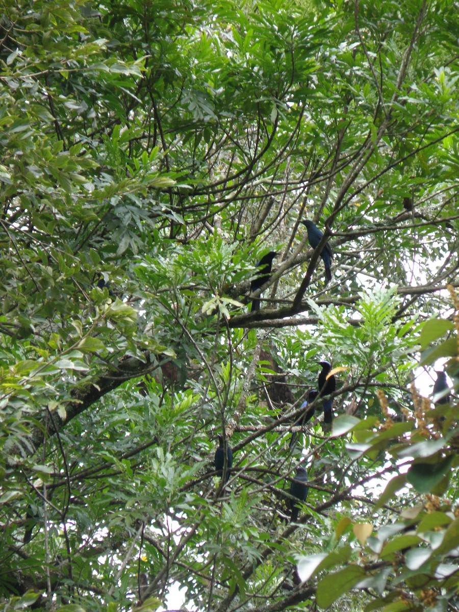 Asian Fairy-bluebird - ML622287598