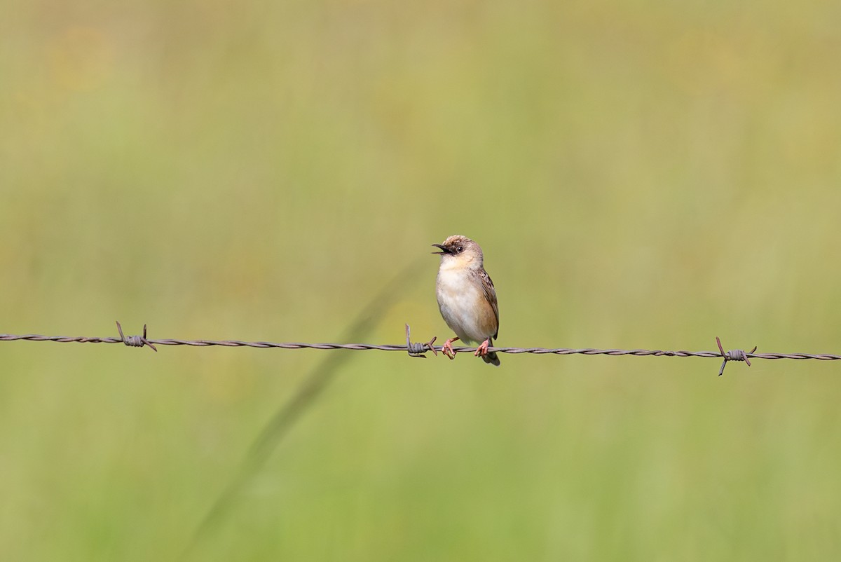 Pale-crowned Cisticola - ML622287606