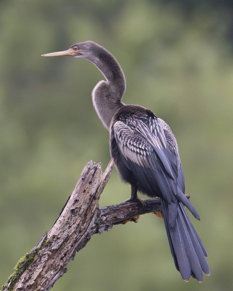 Anhinga - ML622287653