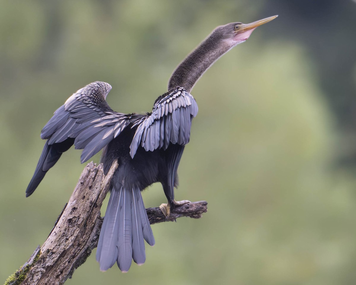 Anhinga - ML622287654