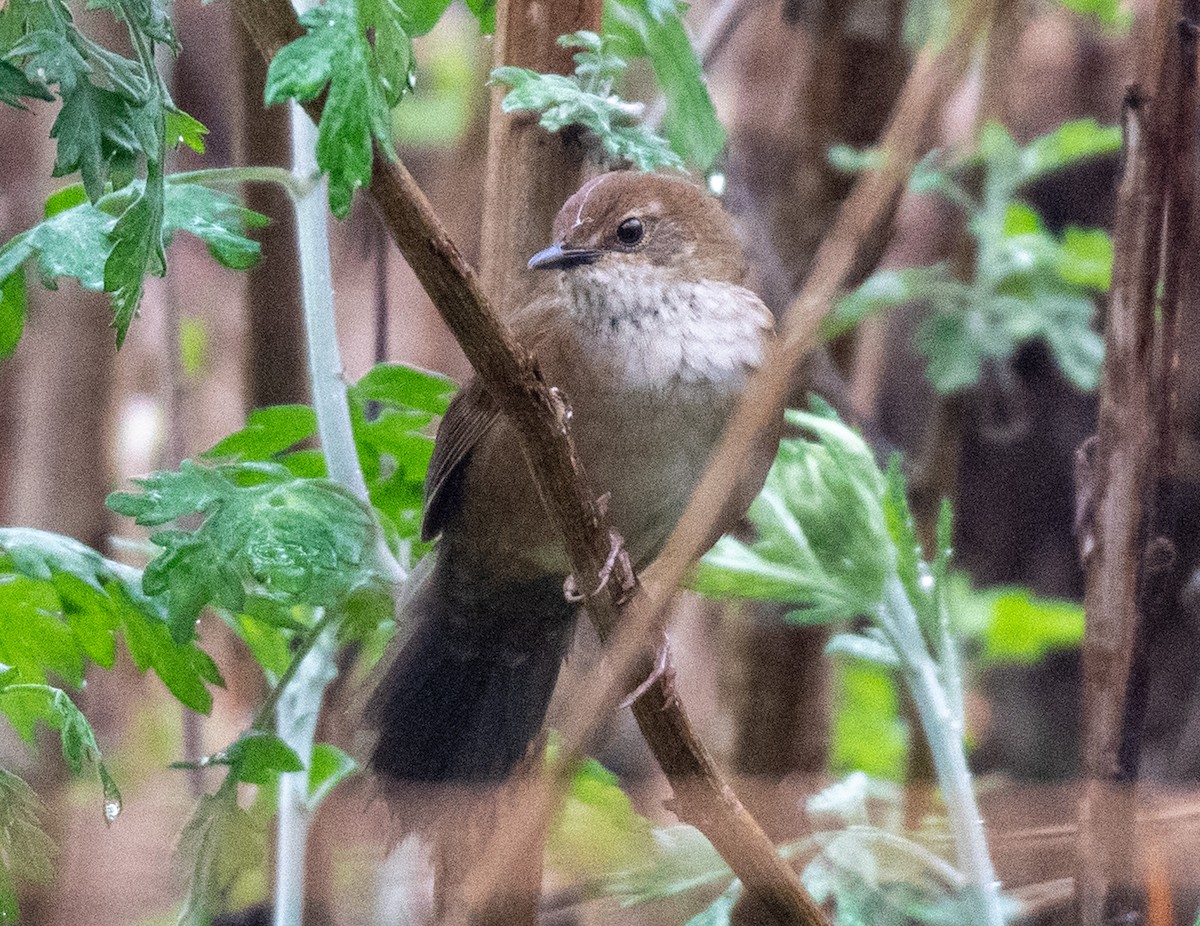 Russet Bush Warbler - ML622287668