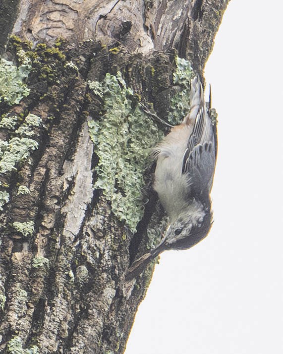White-breasted Nuthatch - ML622287678