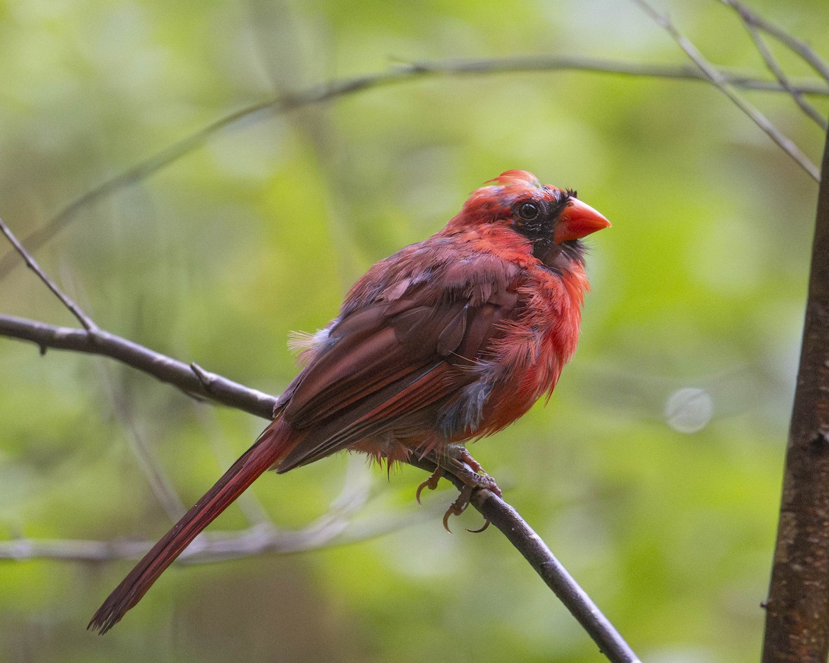Northern Cardinal - ML622287690