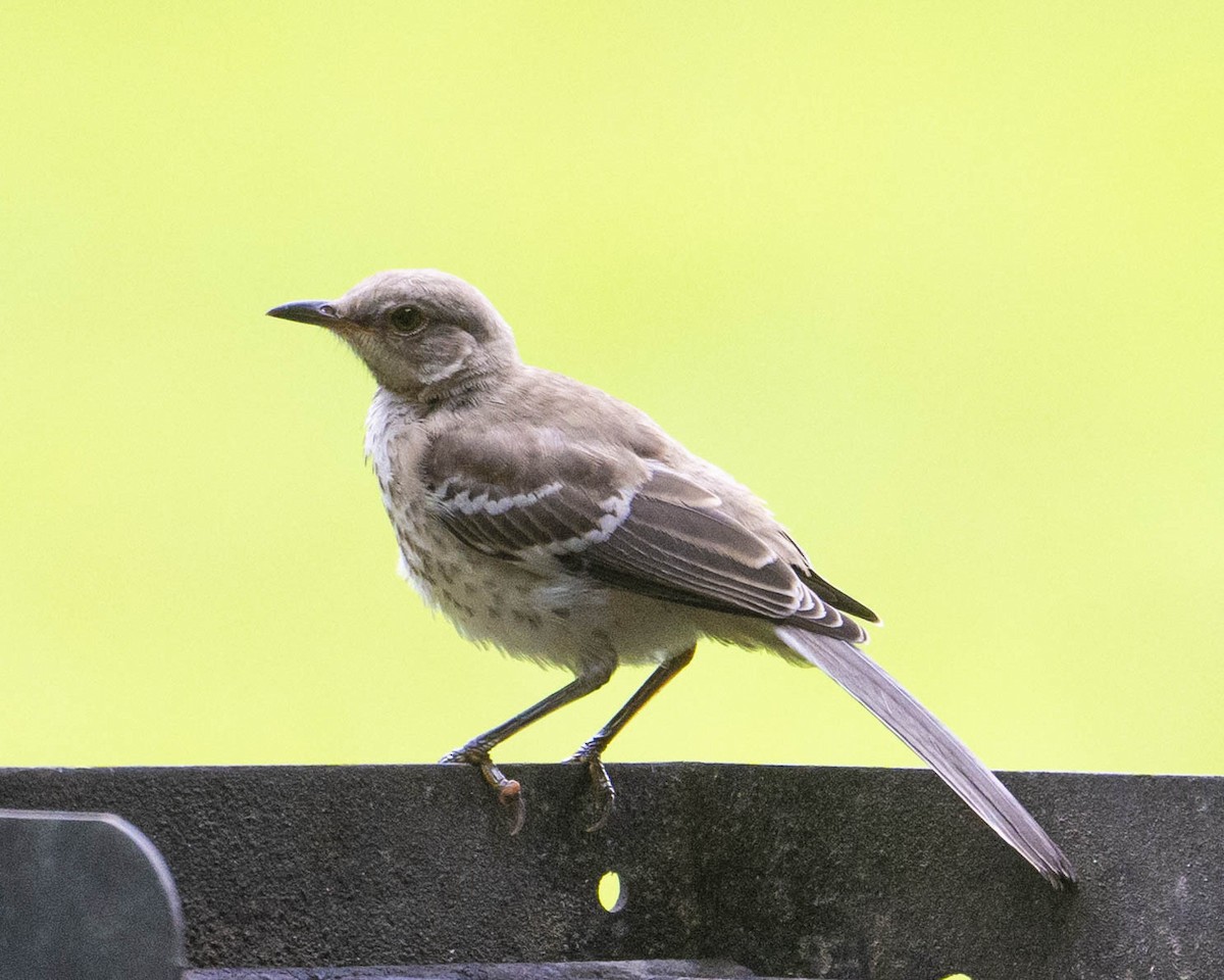 Northern Mockingbird - ML622287696