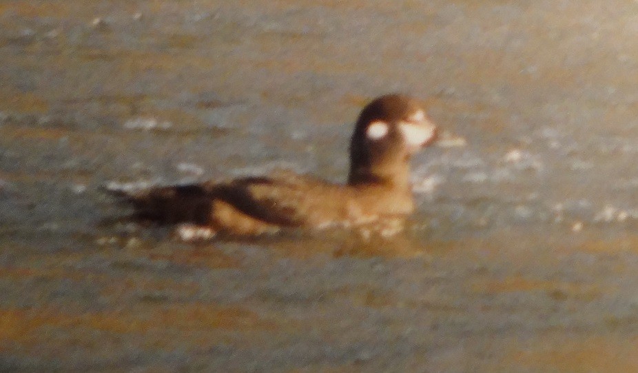 Harlequin Duck - ML62228771