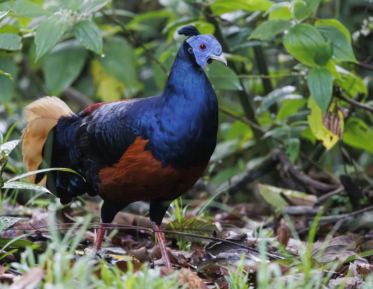 Bornean Crested Fireback - ML622287801