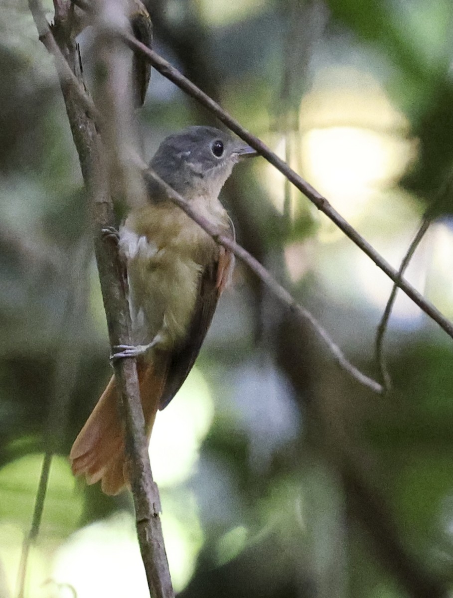 Rufous-winged Philentoma - Jason Vassallo