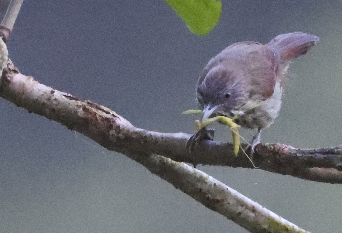 Bold-striped Tit-Babbler - ML622287828