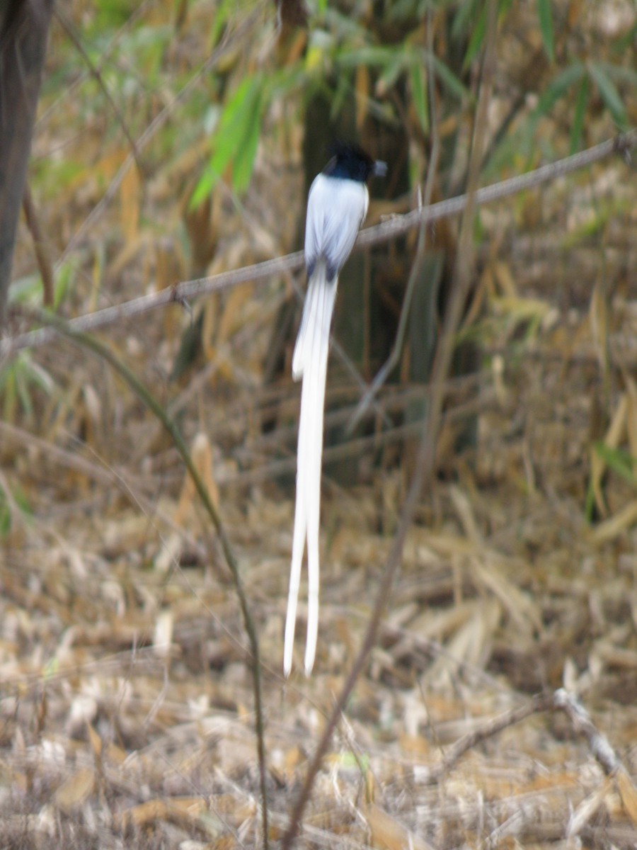 Indian Paradise-Flycatcher - ML622287830