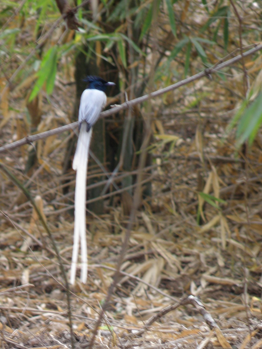 Indian Paradise-Flycatcher - ML622287832