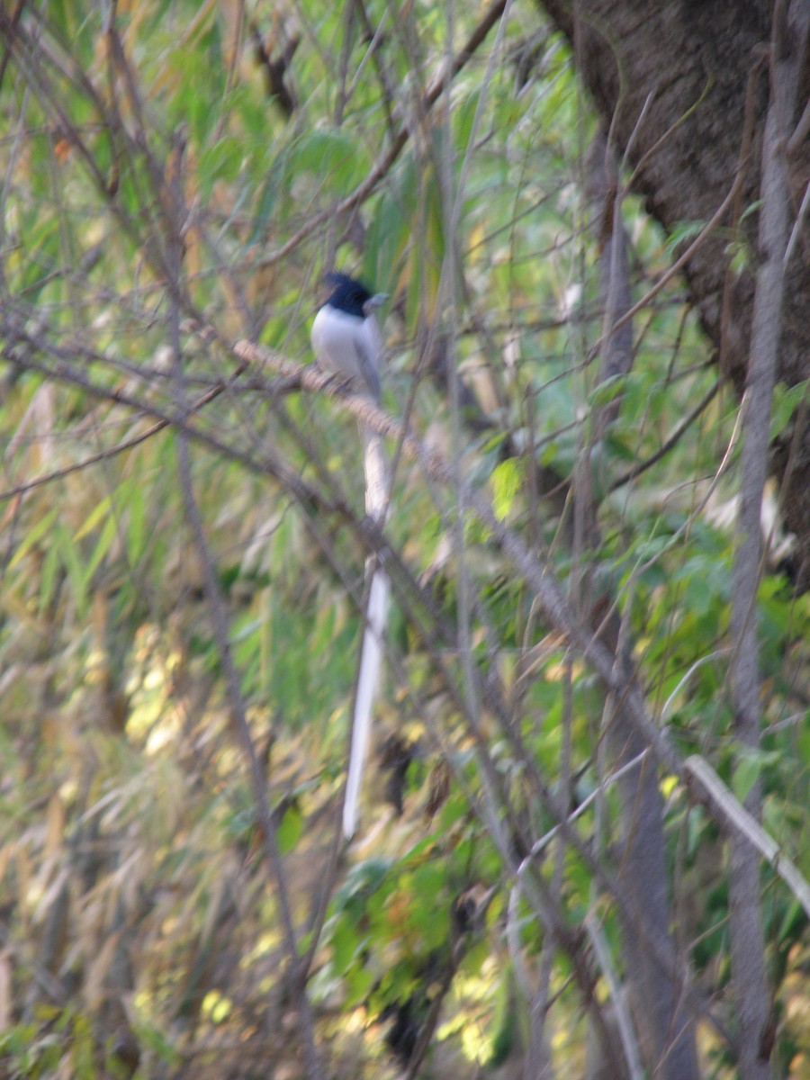 Indian Paradise-Flycatcher - ML622287833