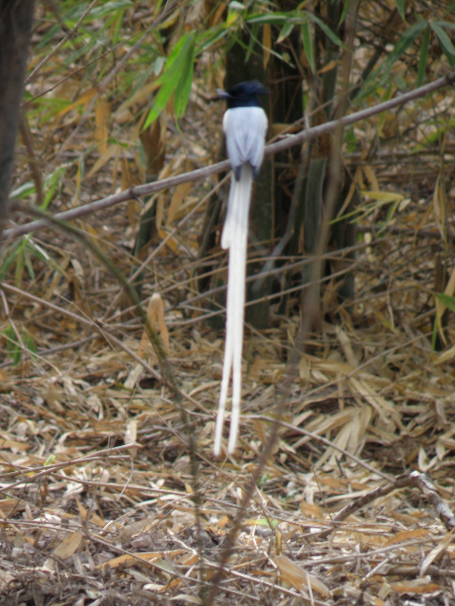 Indian Paradise-Flycatcher - ML622287834