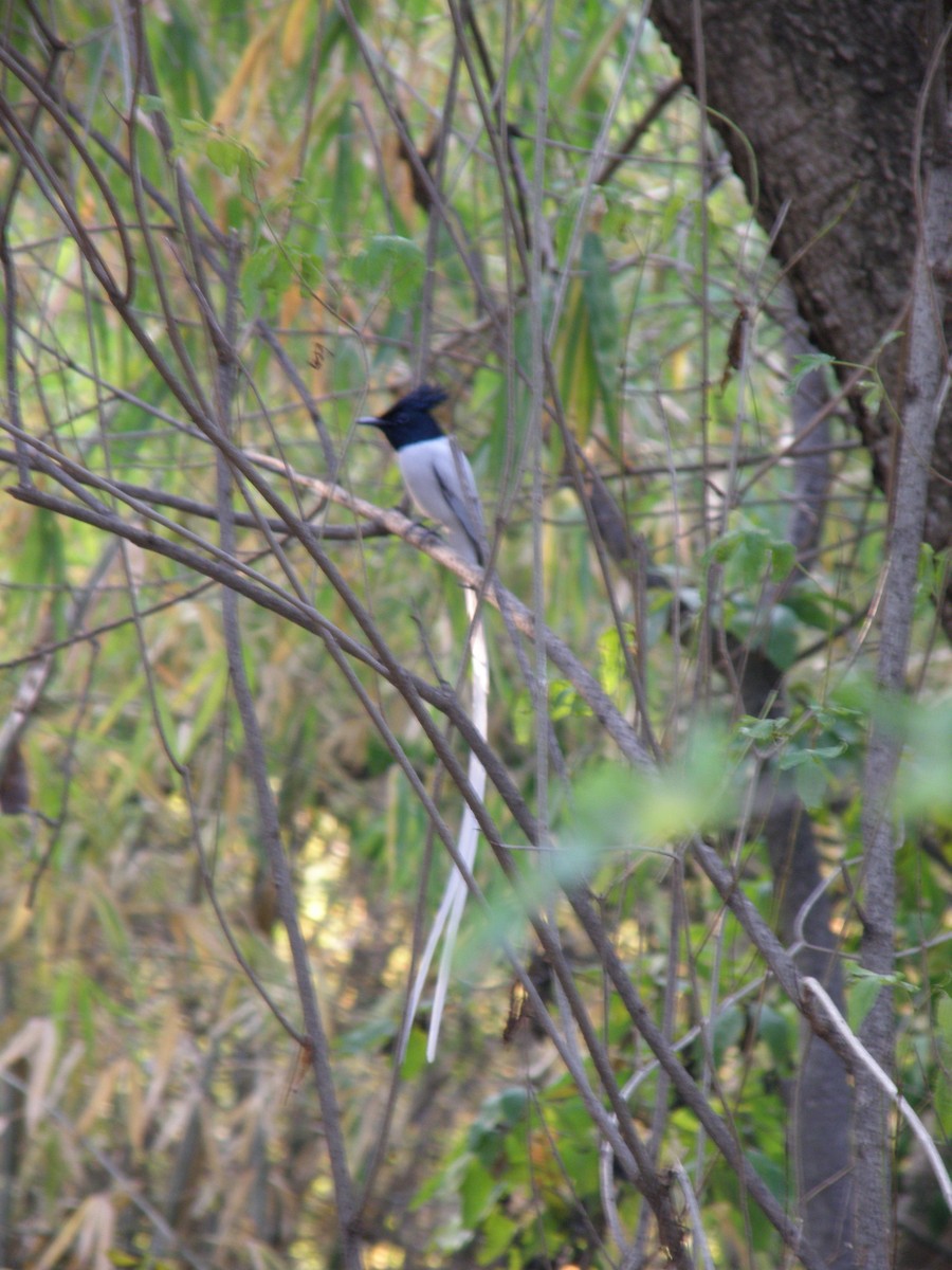 Indian Paradise-Flycatcher - ML622287835