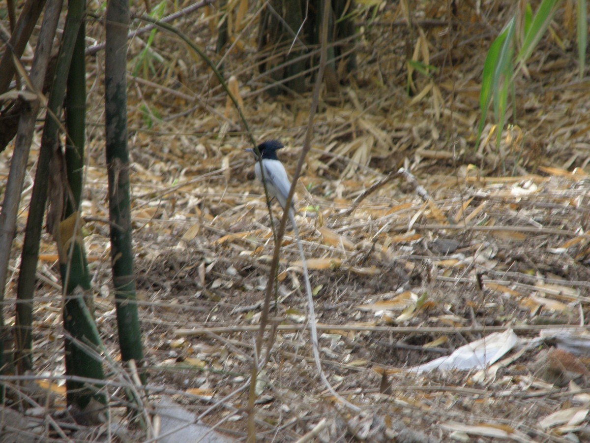 Indian Paradise-Flycatcher - ML622287836