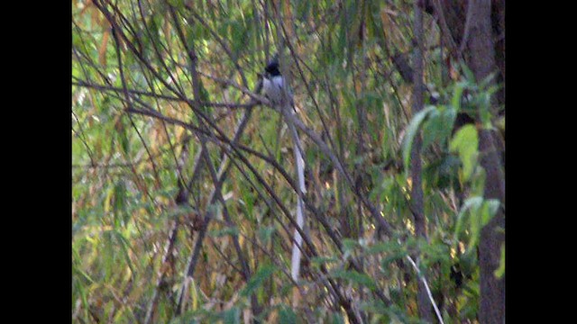 Indian Paradise-Flycatcher - ML622287838