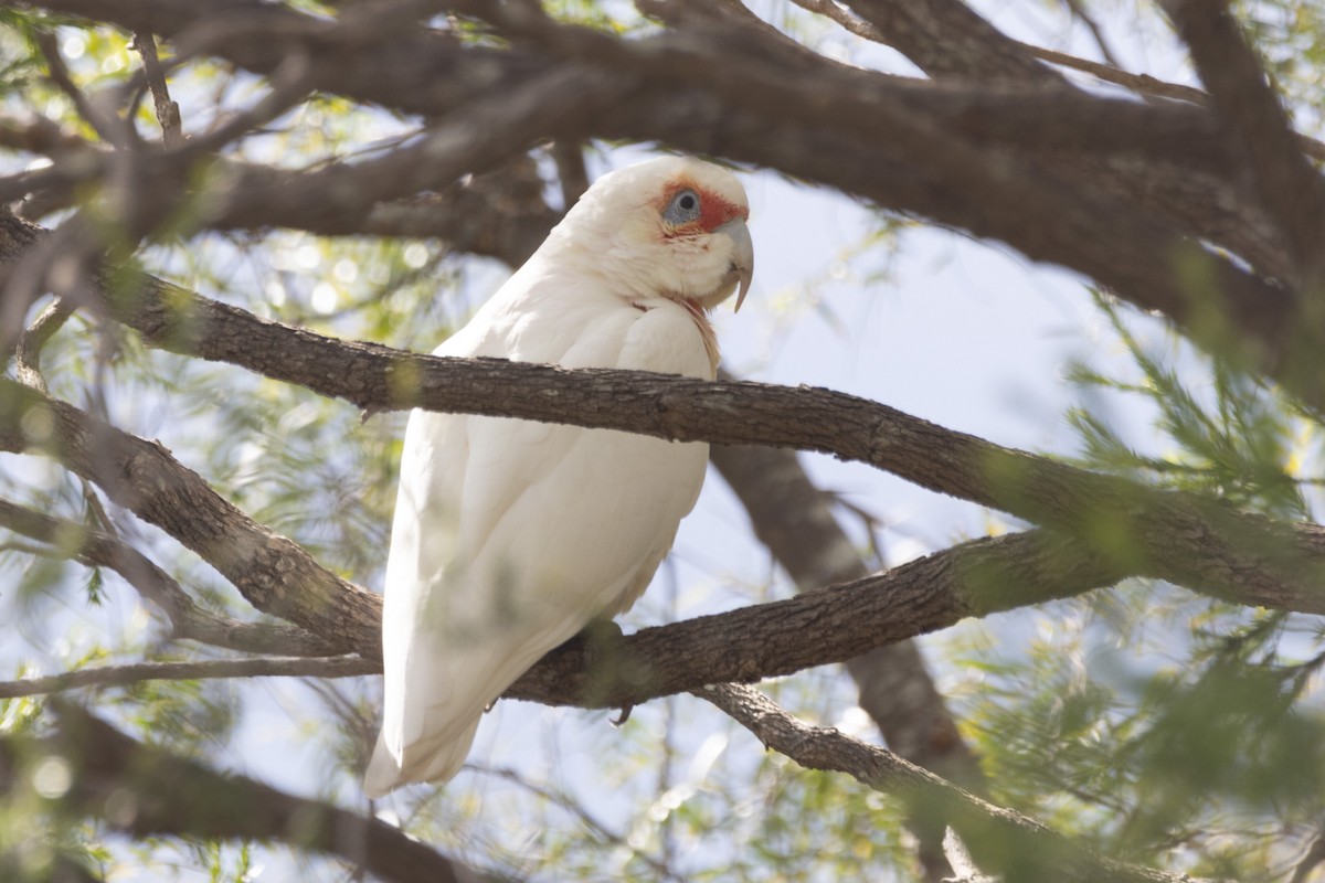 Long-billed Corella - ML622287858