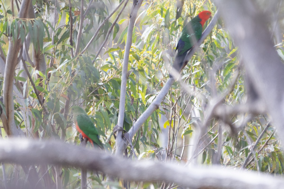 Australian King-Parrot - ML622287860
