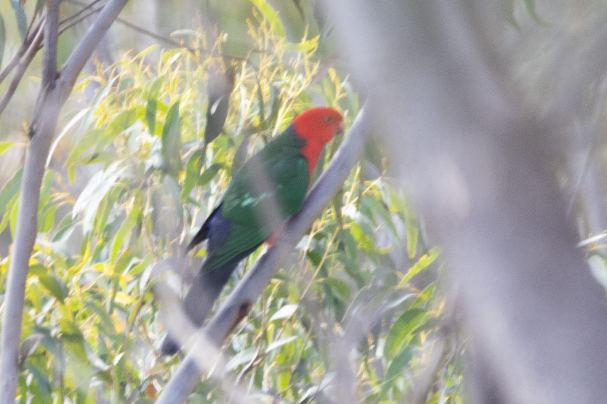 Australian King-Parrot - ML622287861